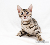 Bengalen Katze